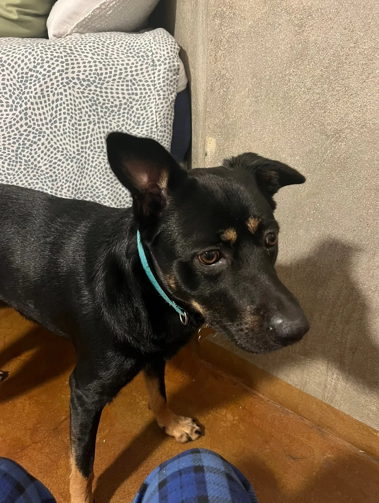 Lost dog in Sanger, CA, 93657