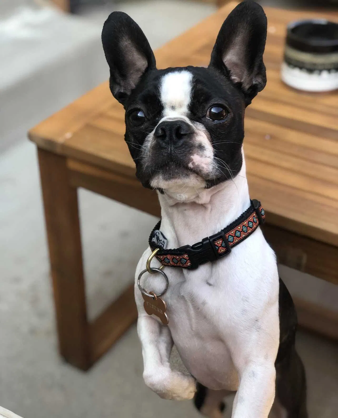 Lost dog in Colorado Springs, CO, 80916