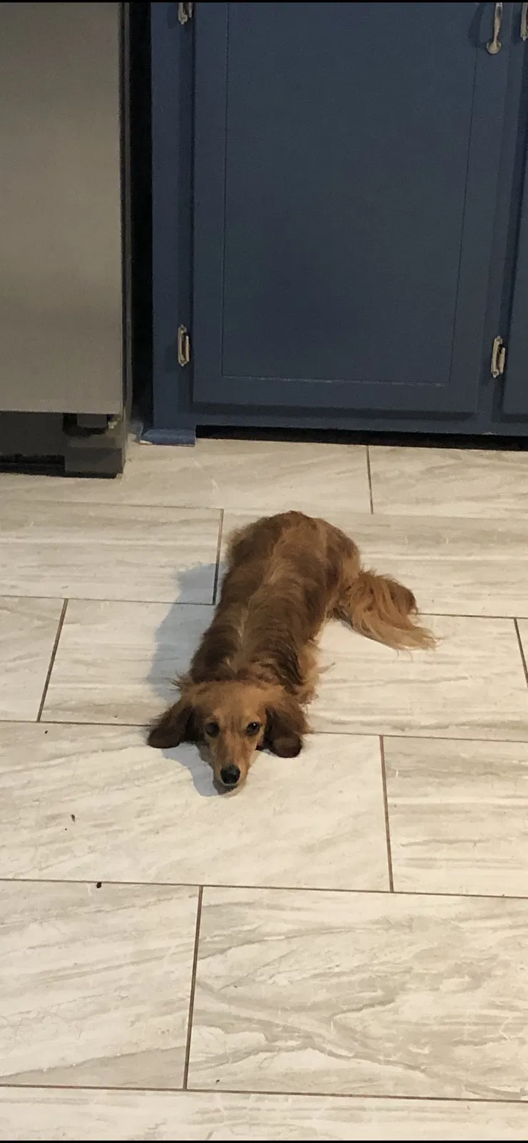 Lost dog in Anna, TX, 75409