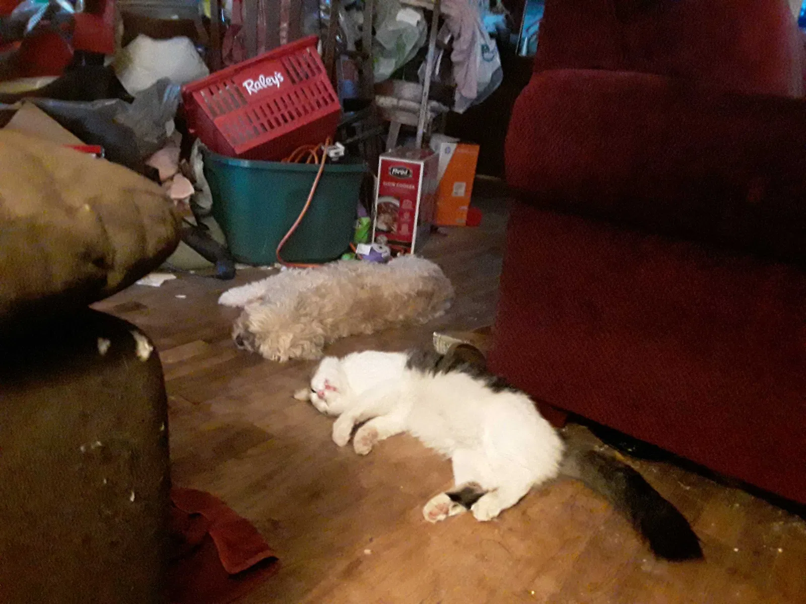Lost cat in Sacramento, CA, 95864