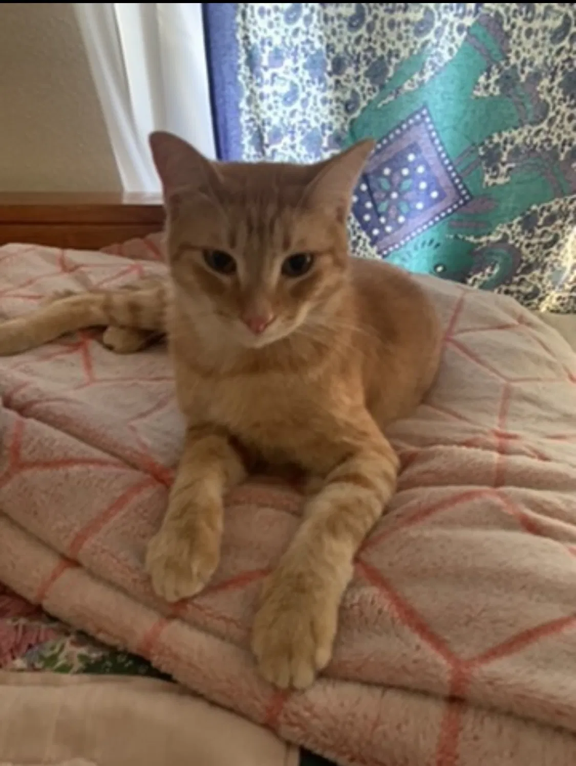 Lost cat in Universal City, TX, 78148