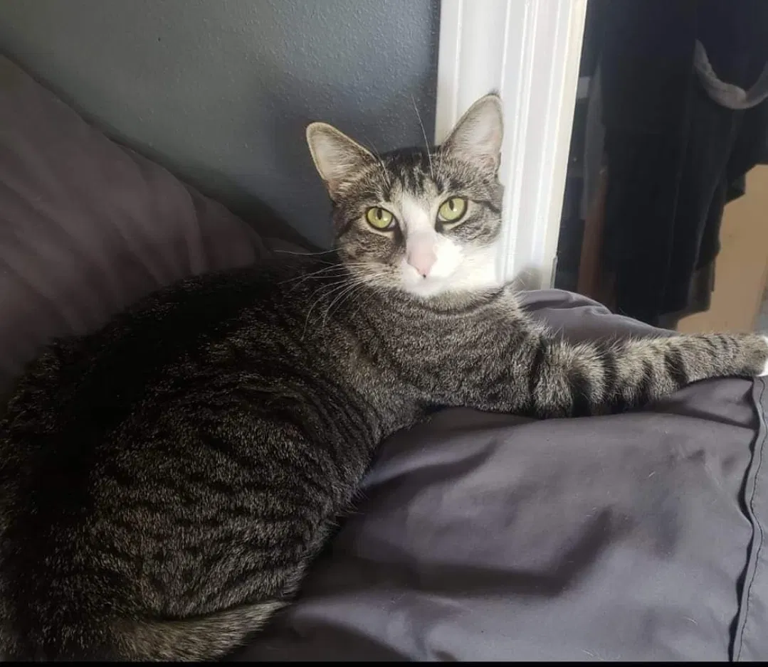 Lost cat in Lake Stevens, WA, 98258