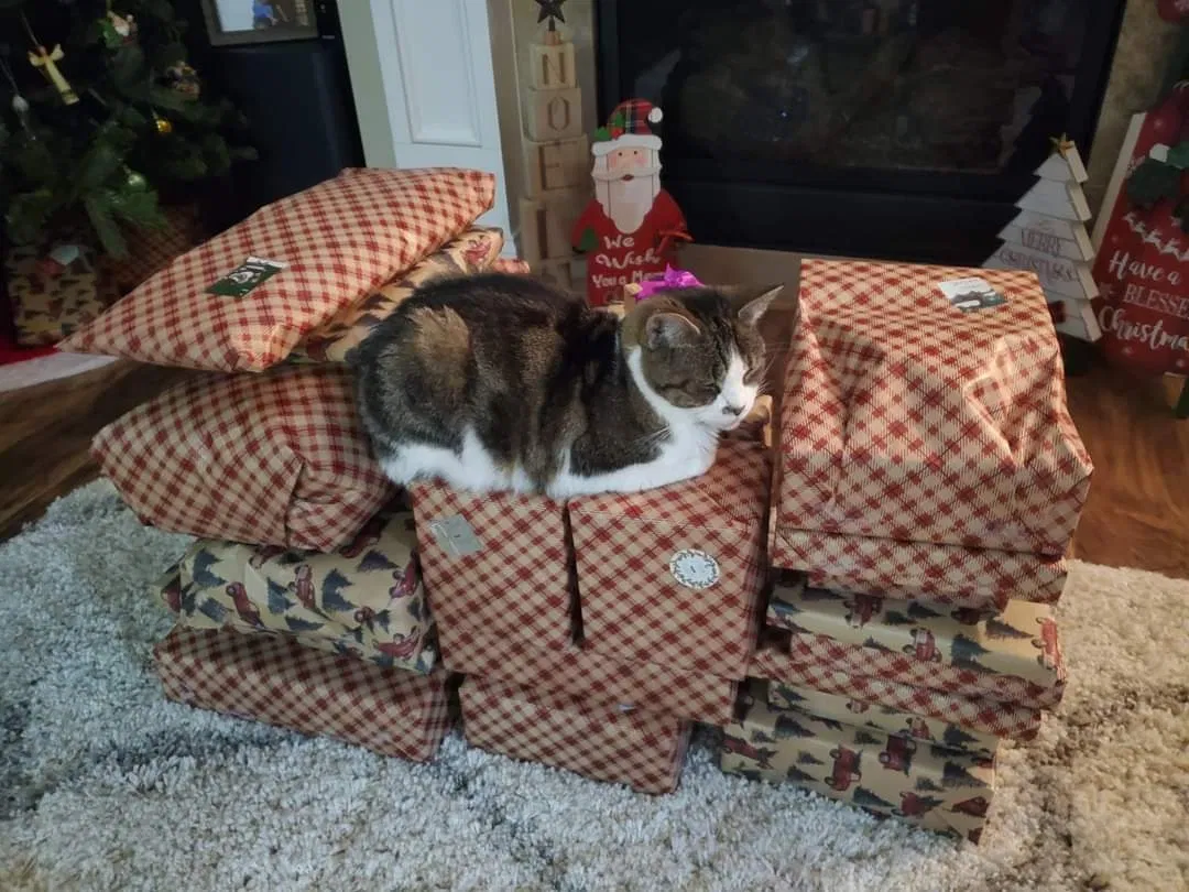 Lost cat in Maumee, OH, 43537
