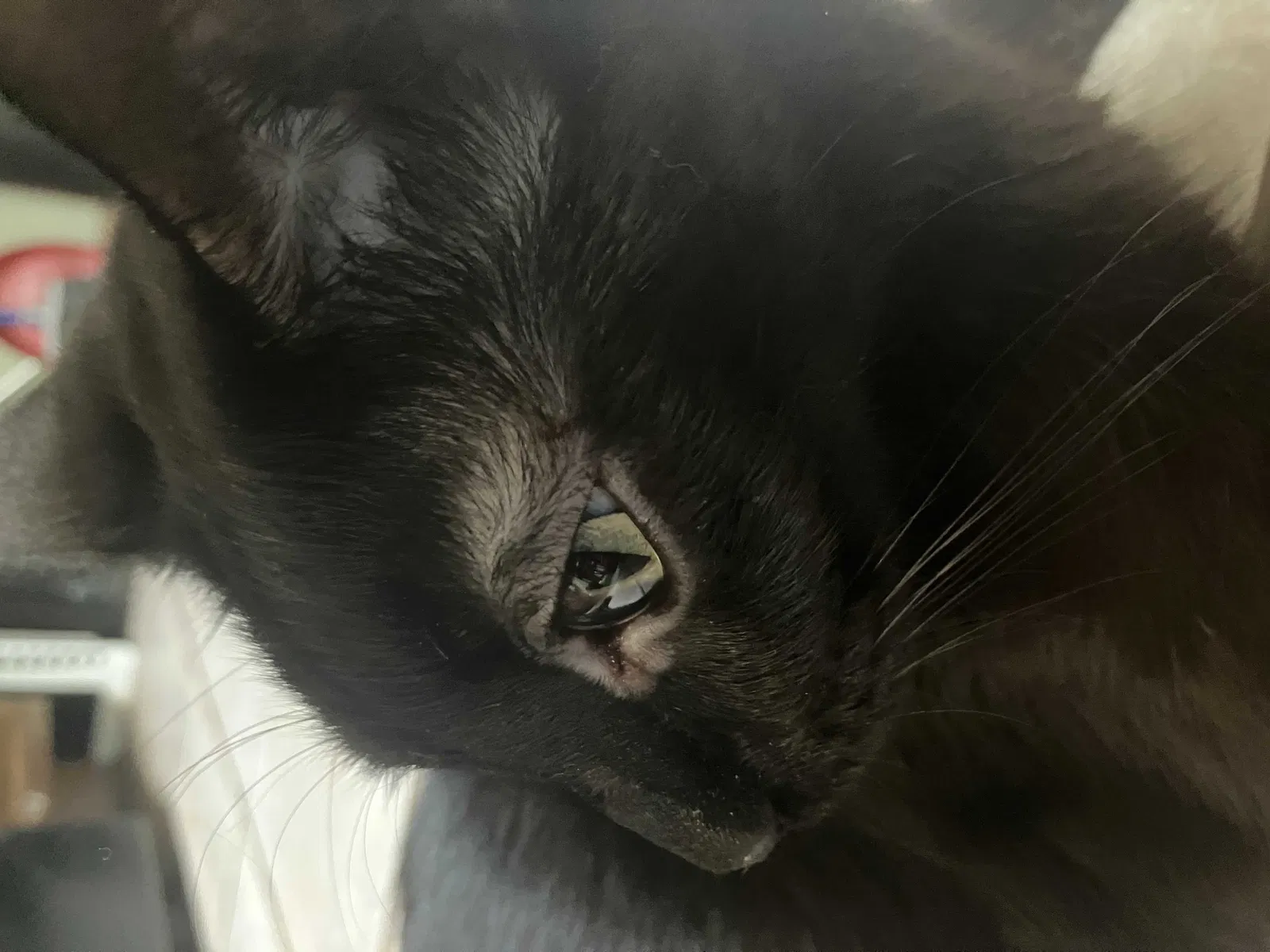 Lost cat in Minneapolis, MN, 55445