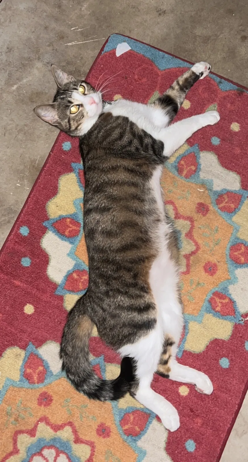 Lost cat in Belton, TX, 76513