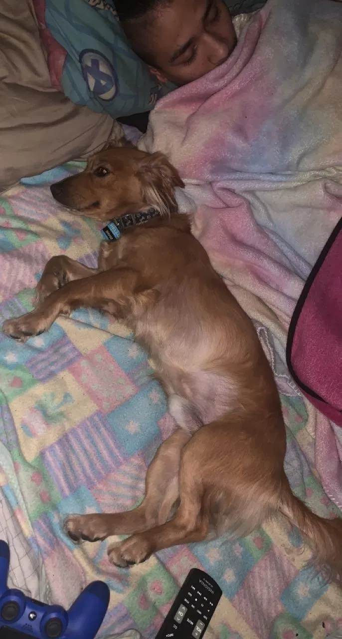 Lost dog in Cabazon, CA, 92230