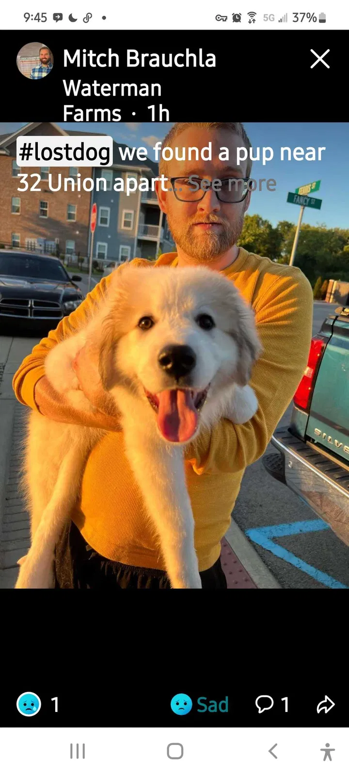 Found dog in Noblesville, IN, 46060