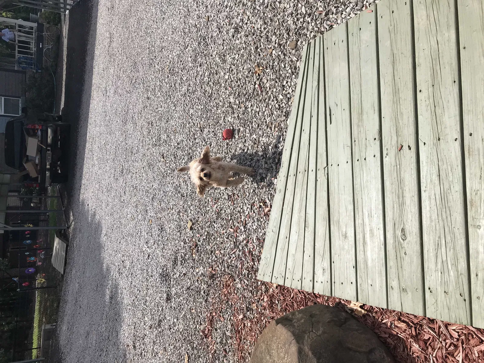 Lost dog in Huntington, AR, 72940