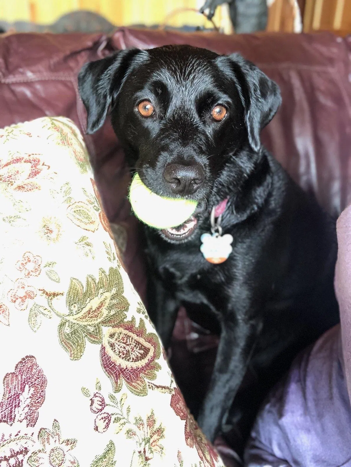 Lost dog in Nashville, TN, 37211