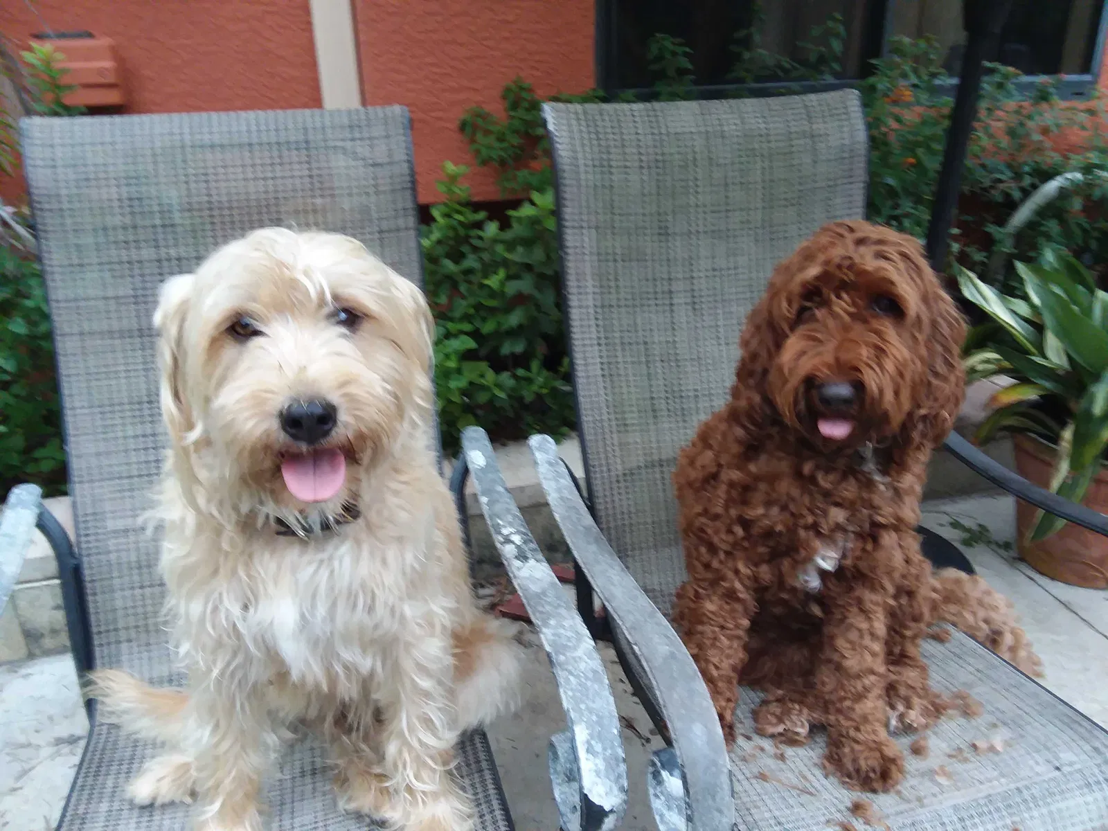 Lost dog in North Port, FL, 34286