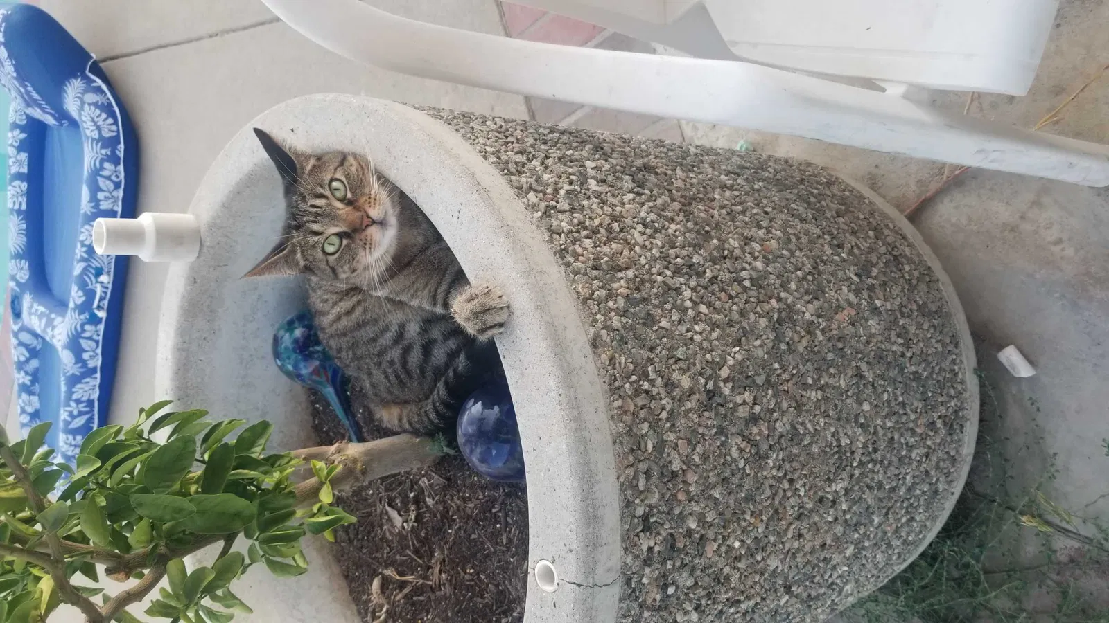 Lost cat in Sun City, CA, 92586