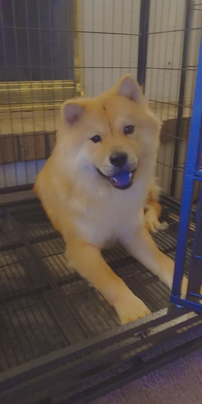 Lost dog in Mesa, AZ, 85210