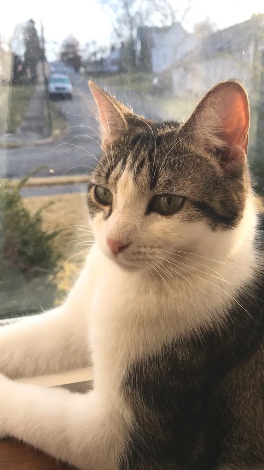 Lost cat in Millersburg, PA, 17061