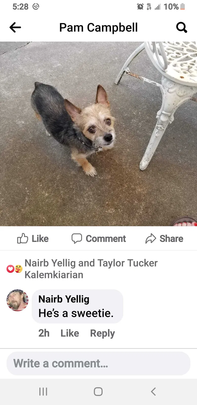 Lost dog in Kansas City, MO, 64138
