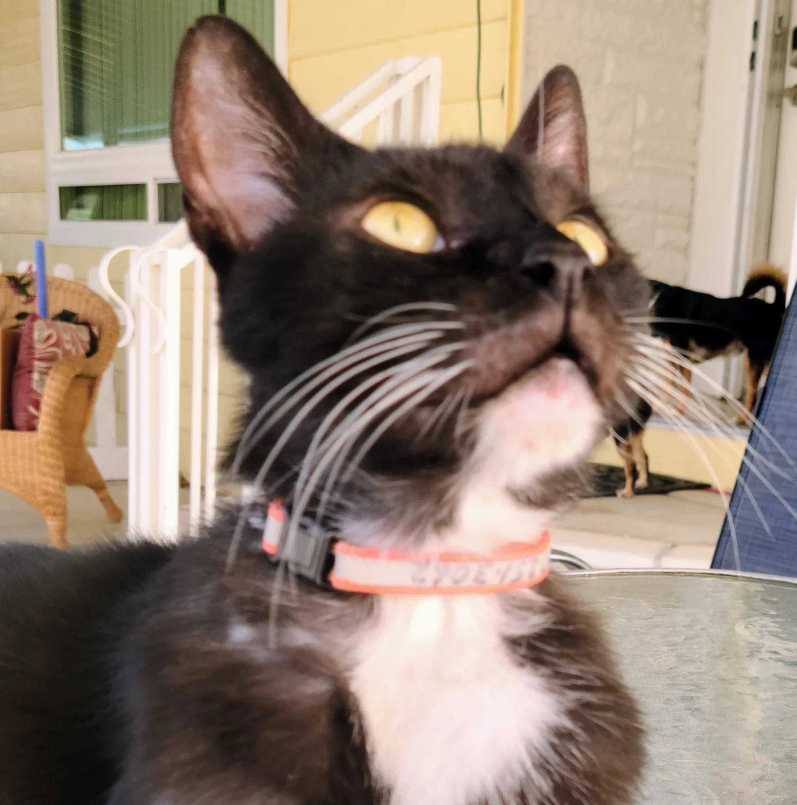 Lost cat in Thousand Palms, CA, 92276