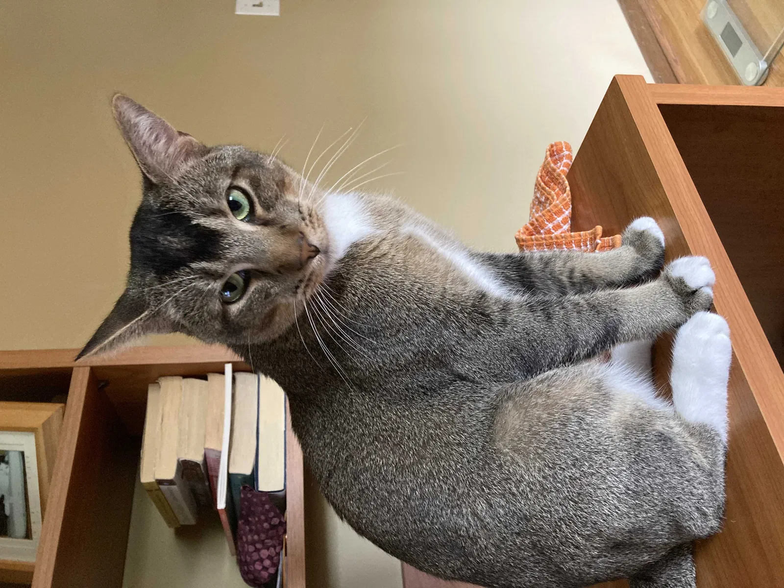 Lost cat in Minneapolis, MN, 55427