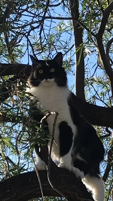 Lost cat in Tucson, AZ, 85742