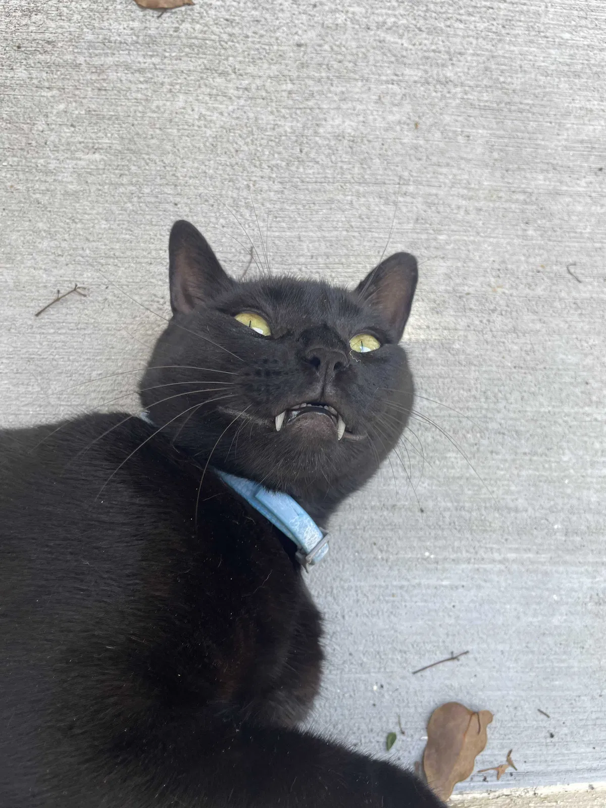 Lost cat in Orlando, FL, 32803