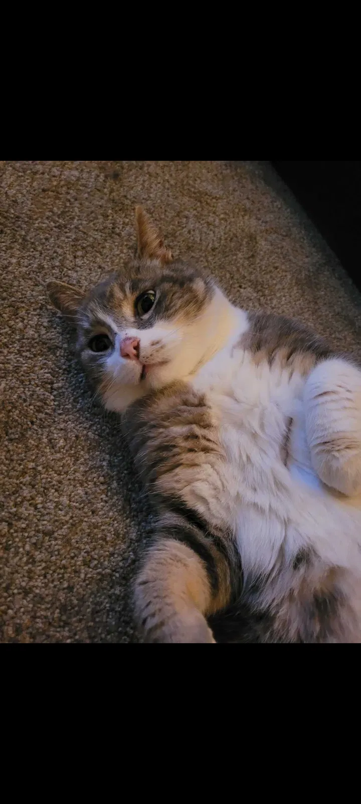 Lost cat in Forest Grove, OR, 97116