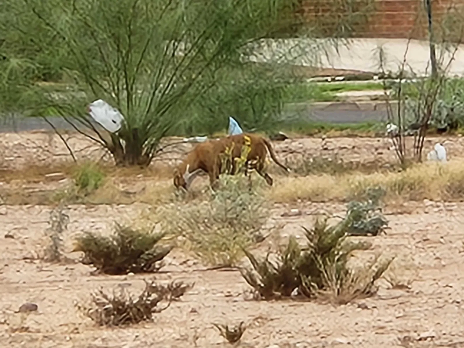 Found dog in Tucson, AZ, 85706
