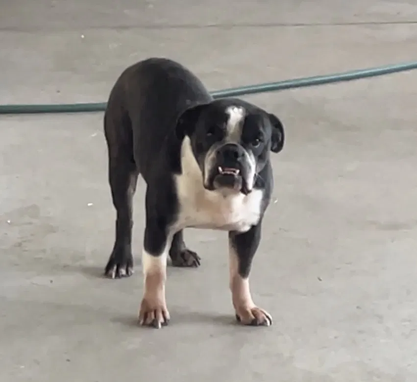 Lost dog in Saint Joseph, MN, 56374