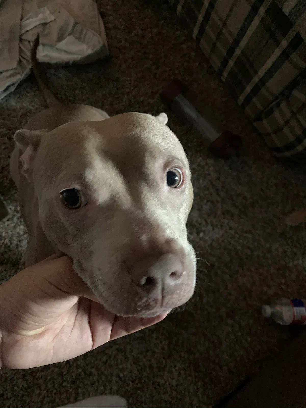 Lost dog in Grand Prairie, TX, 75050