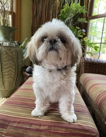 Lost dog in Erie, PA, 16509