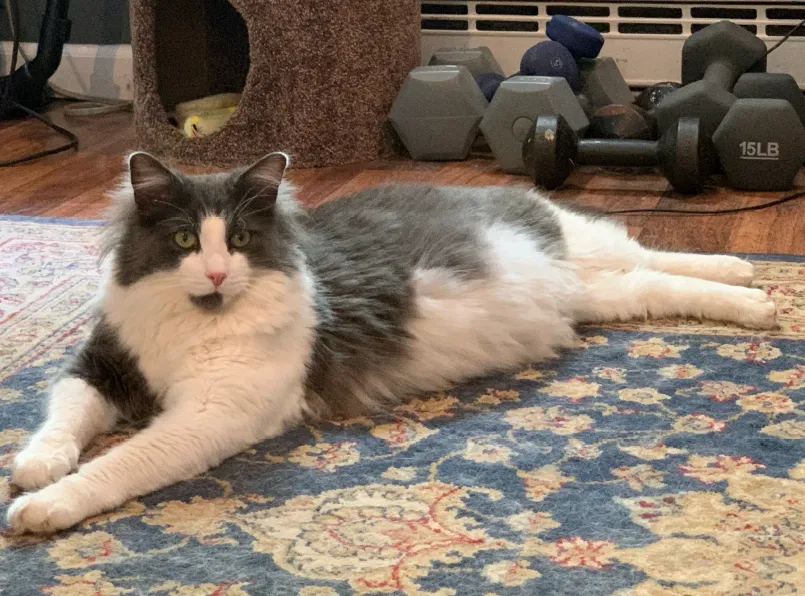 Lost cat in Sussex, NJ, 7461