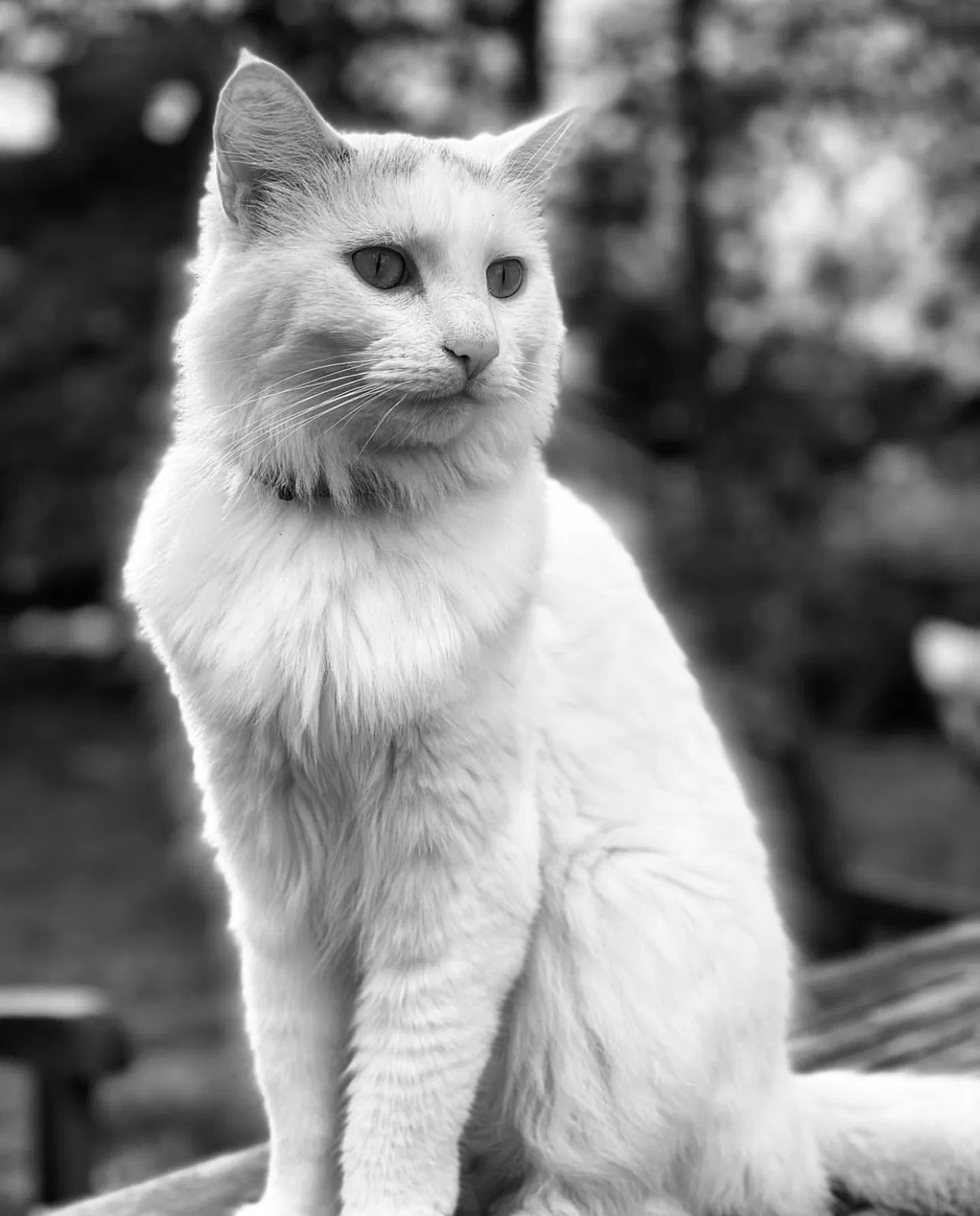 Lost cat in New Canaan, CT, 6840