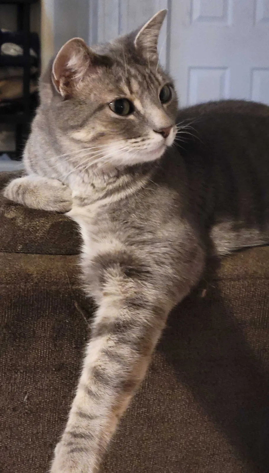 Lost cat in Louisa, VA, 23093