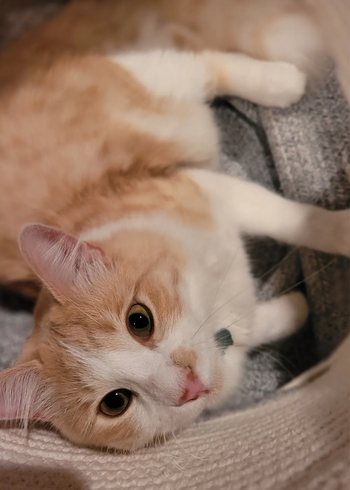 Lost cat in Austin, TX, 78734