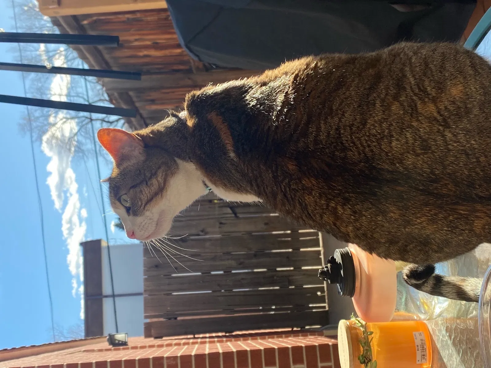 Lost cat in Denver, CO, 80222