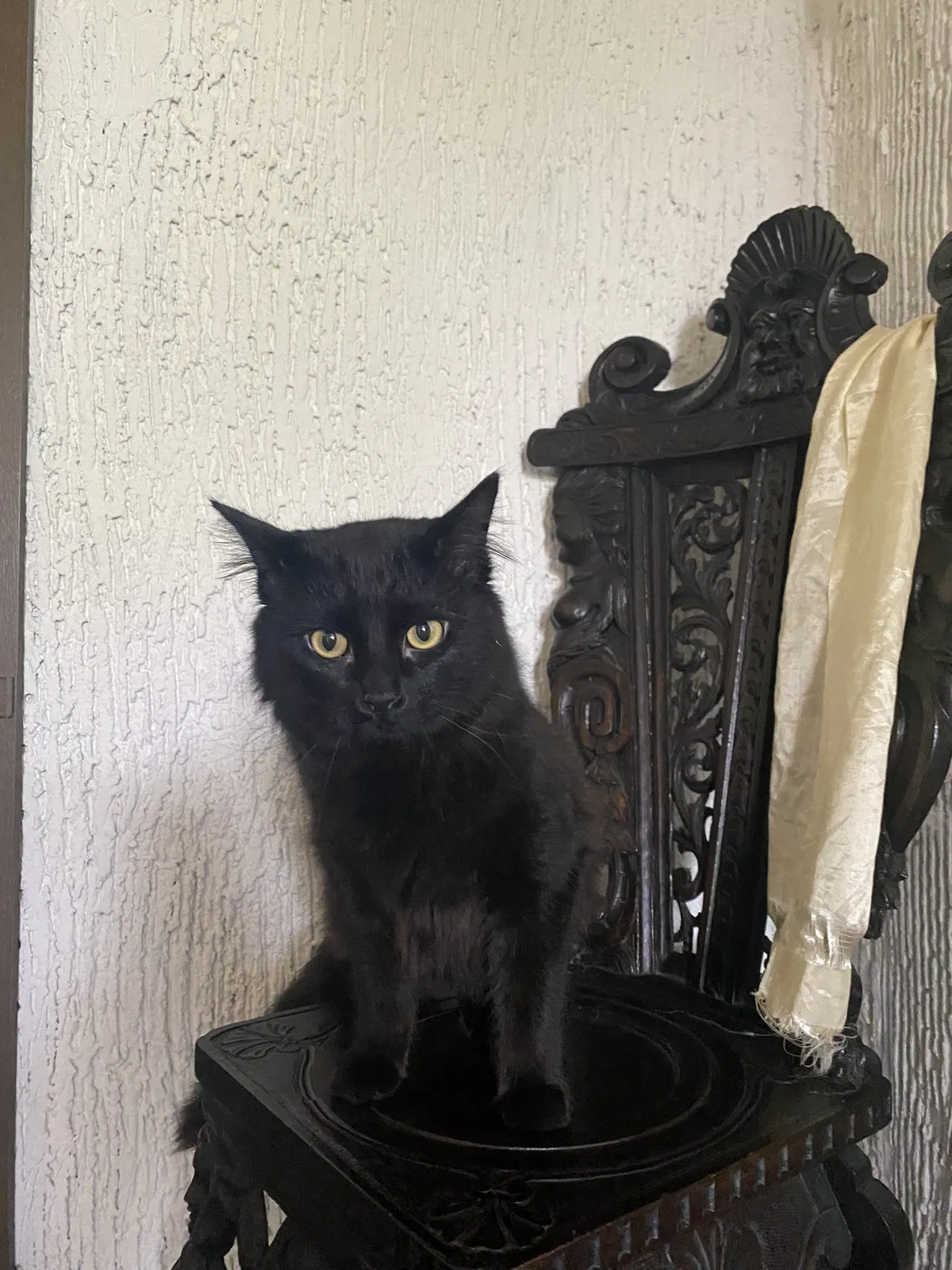 Lost cat in Salt Lake City, UT, 84103