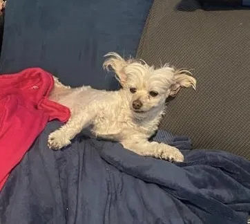 Lost dog in El Paso, TX, 79905