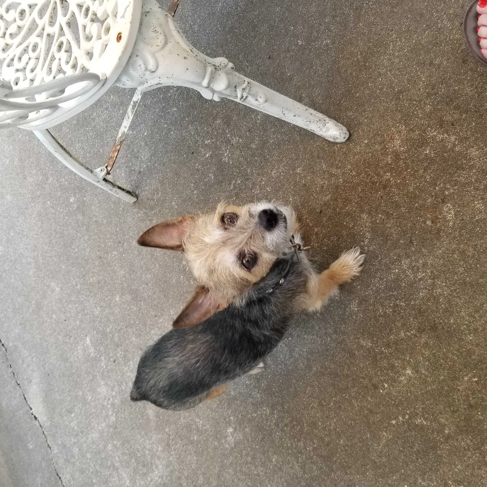 Found dog in Kansas City, MO, 64138