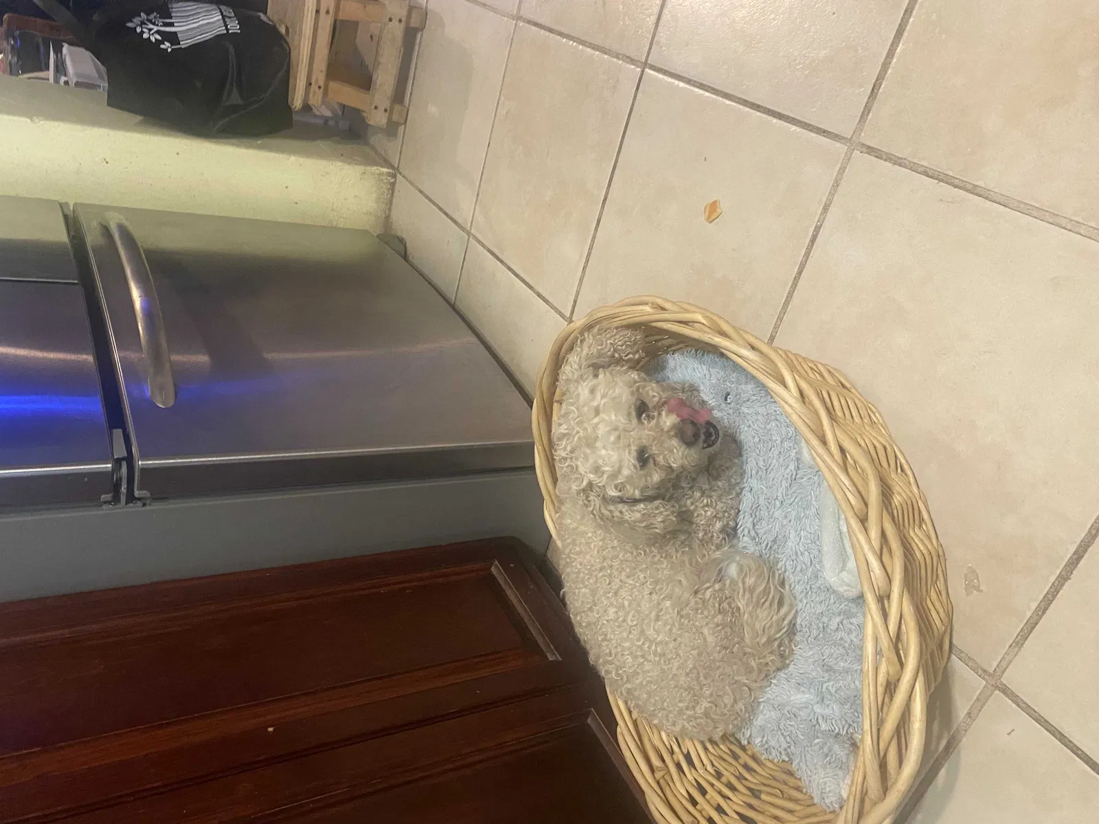 Lost dog in El Paso, TX, 79905