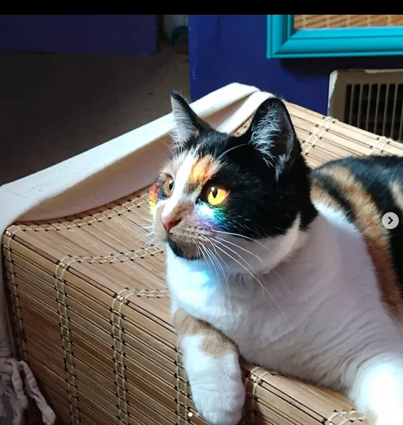 Lost cat in Gresham, OR, 97080