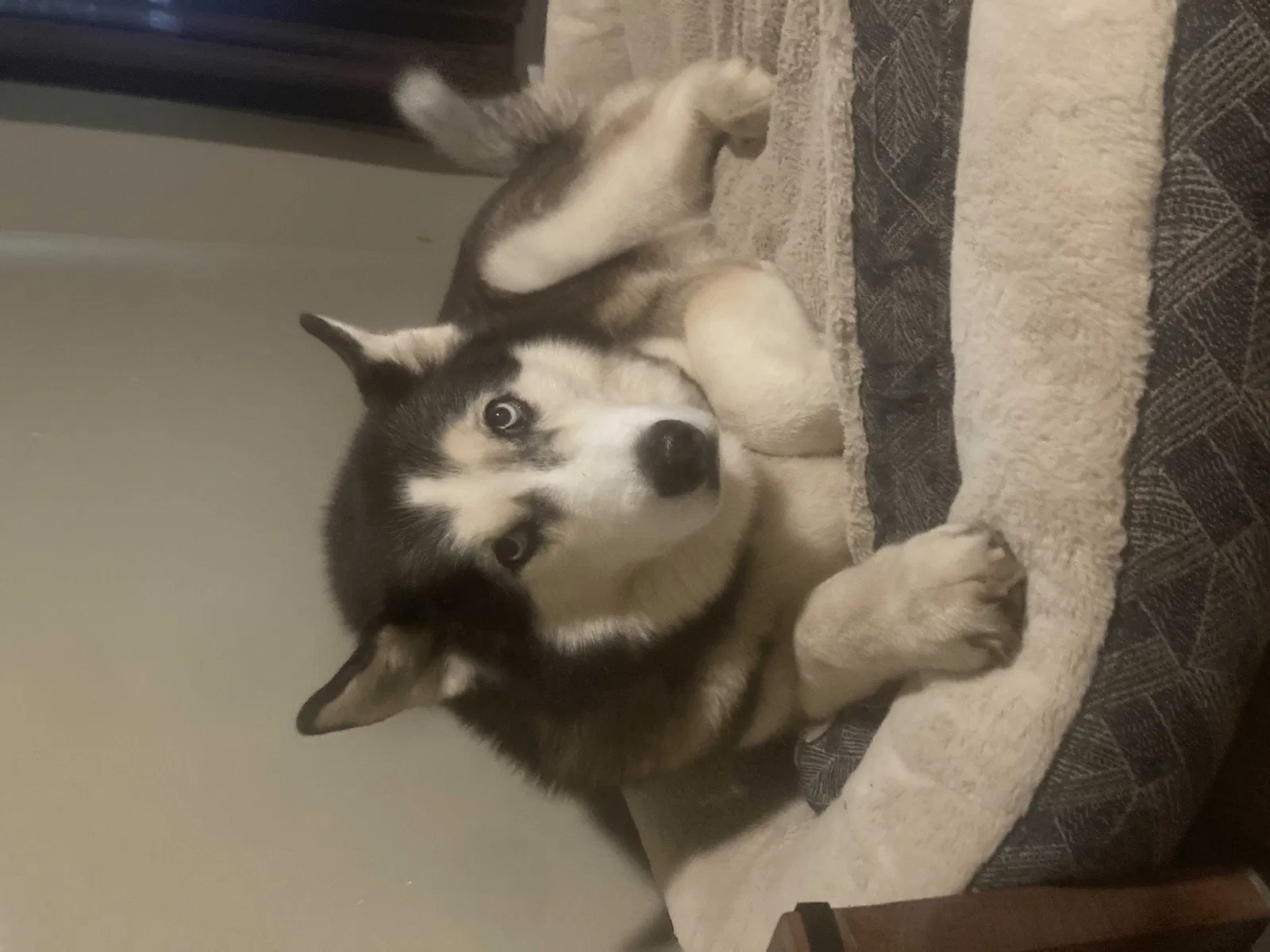 Lost dog in Henryetta, OK, 74437