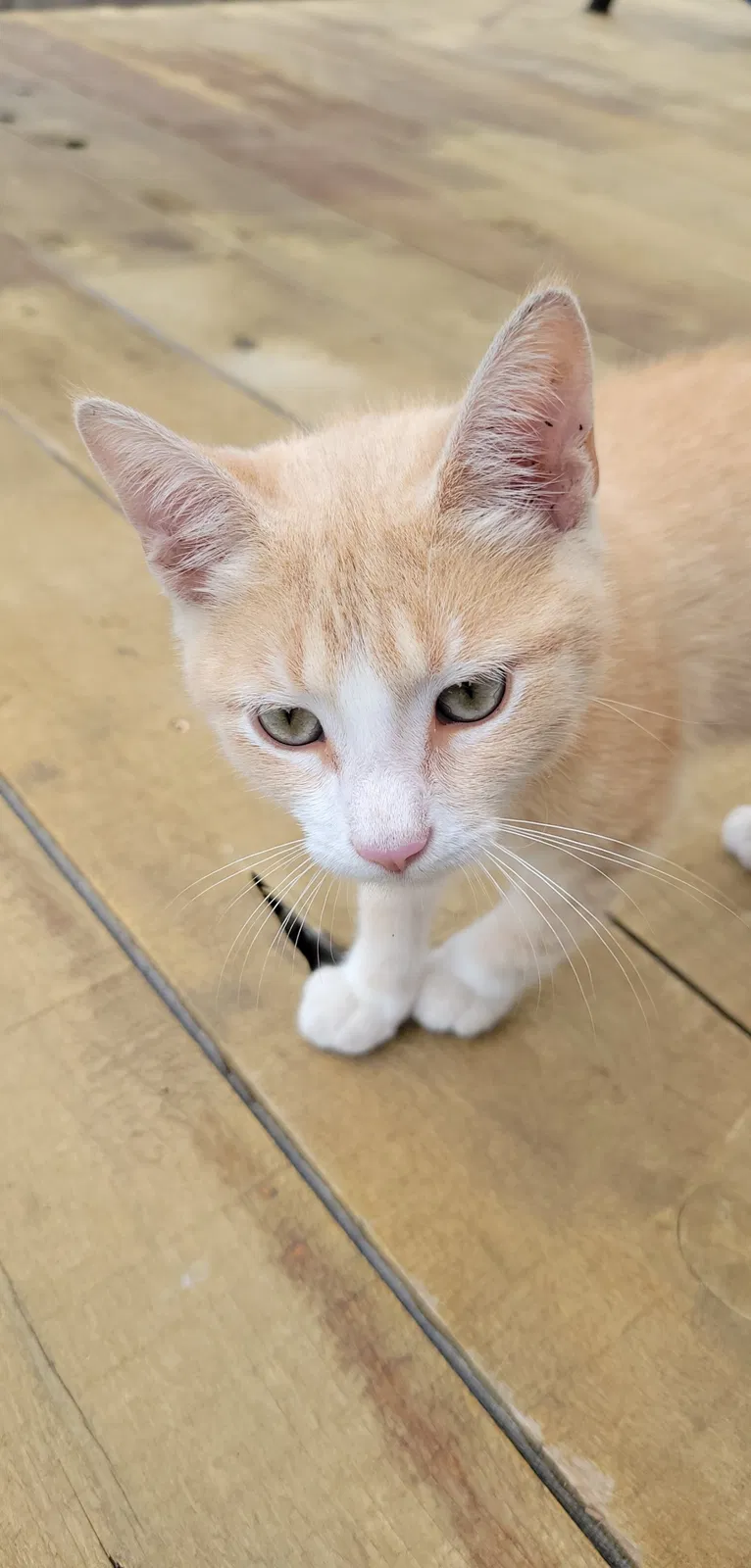 Lost cat in Mount Pleasant, NC, 28124