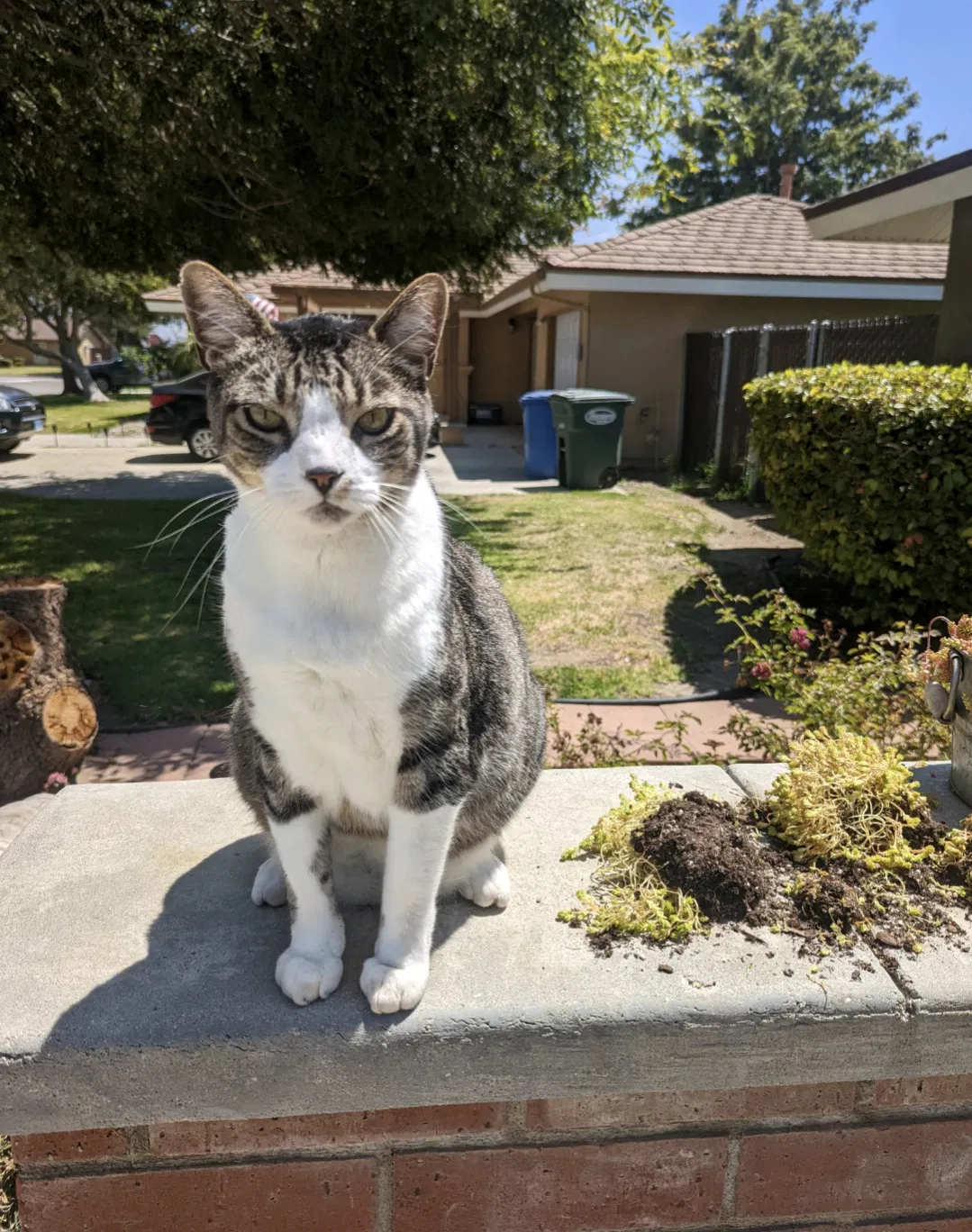 Lost cat in Port Hueneme, CA, 93041