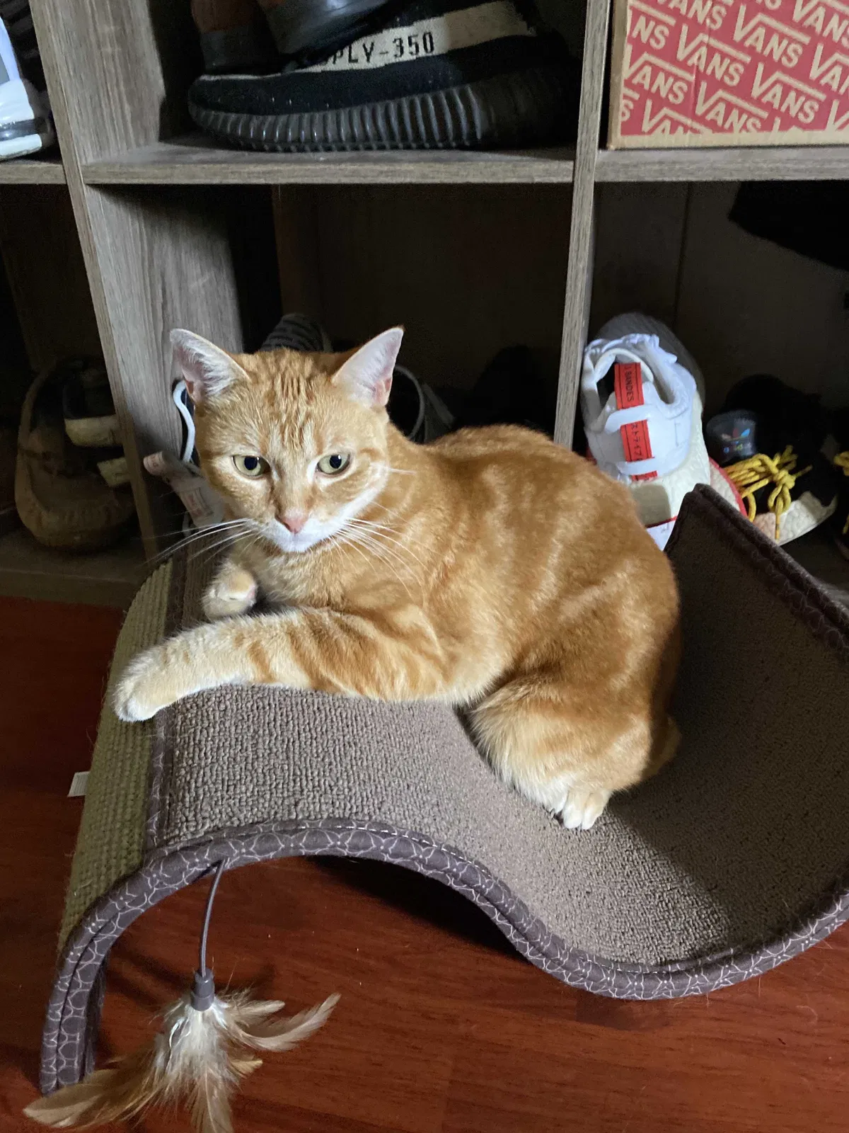 Lost cat in Artesia, CA, 90701