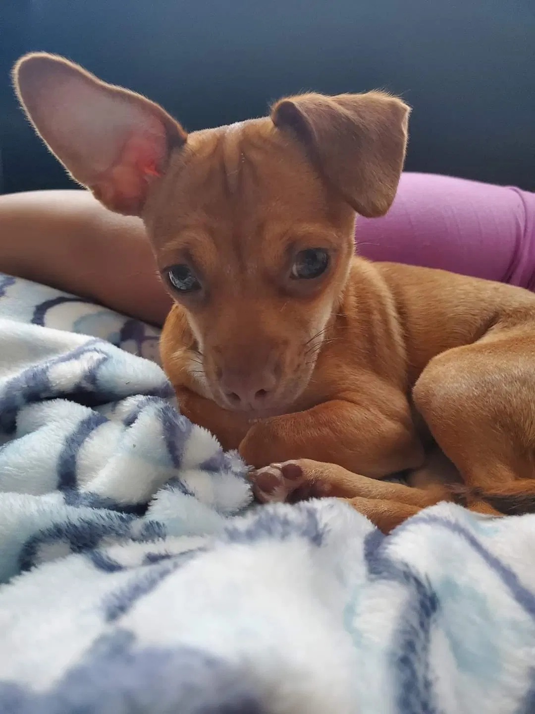Lost dog in Los Angeles, CA, 90011