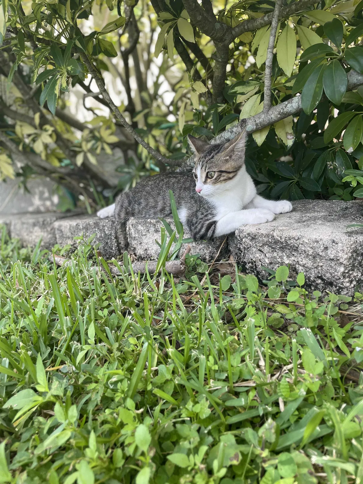 Lost cat in Winter Garden, FL, 34787