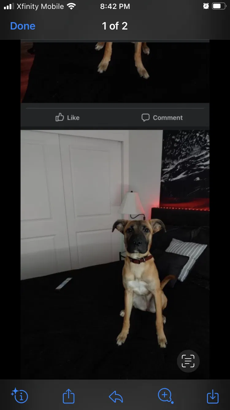 Lost dog in Tacoma, WA, 98402