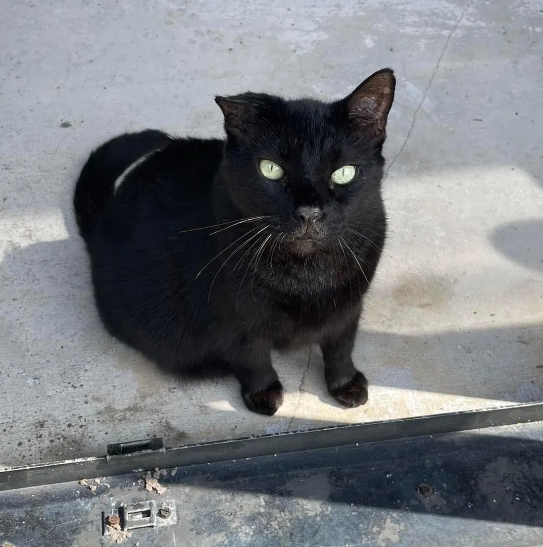 Lost cat in Jupiter, FL, 33458