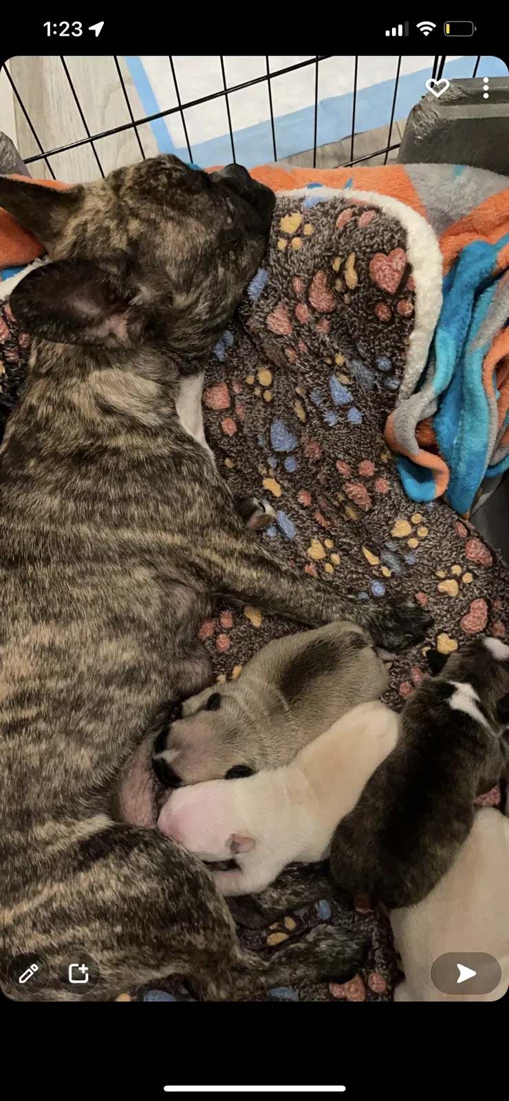 Lost dog in Granada Hills, CA, 91344