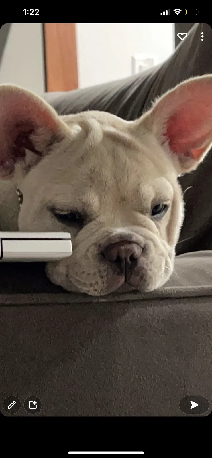 Lost dog in Granada Hills, CA, 91344