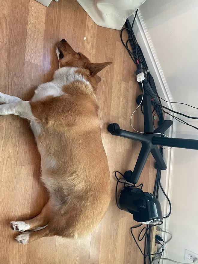 Lost dog in Salt Lake City, UT, 84119