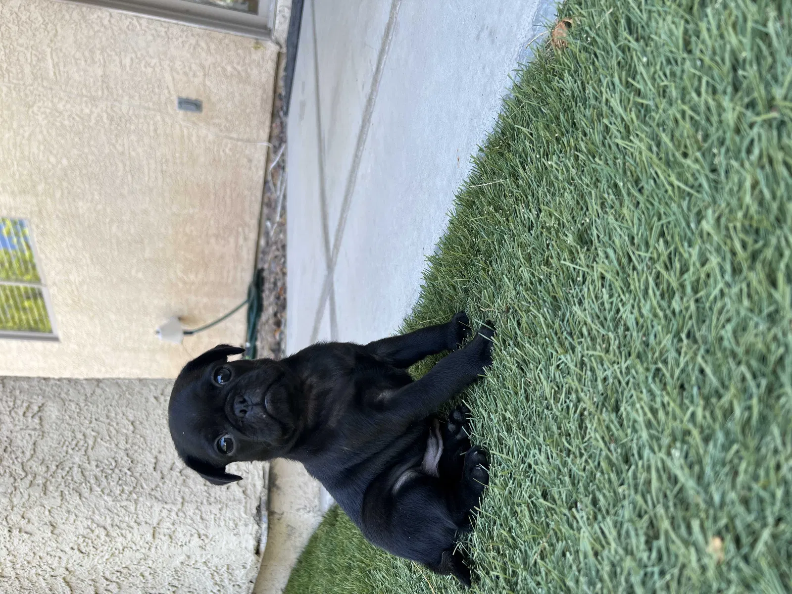 Lost dog in Henderson, NV, 89052