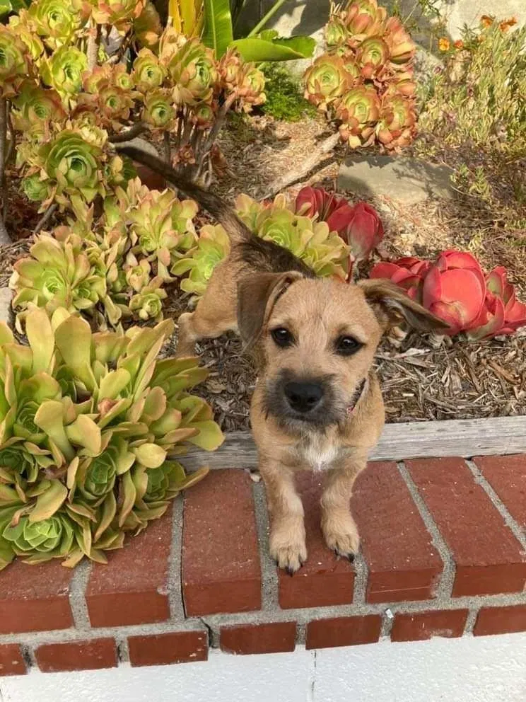 Lost dog in Los Angeles, CA, 90019